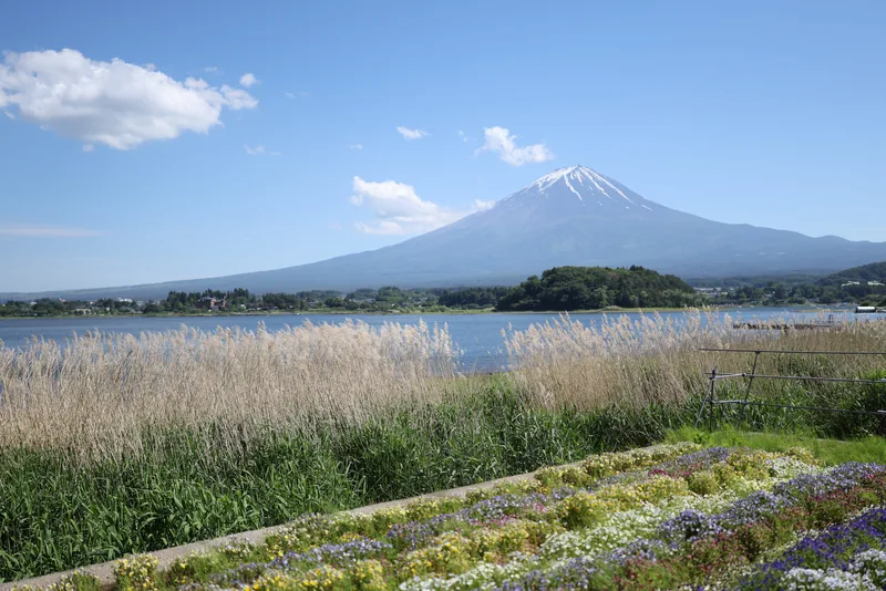 Mount Fuji rising above Lake Kawaguchi, with reeds and flower beds on the shore of Oishi Park.